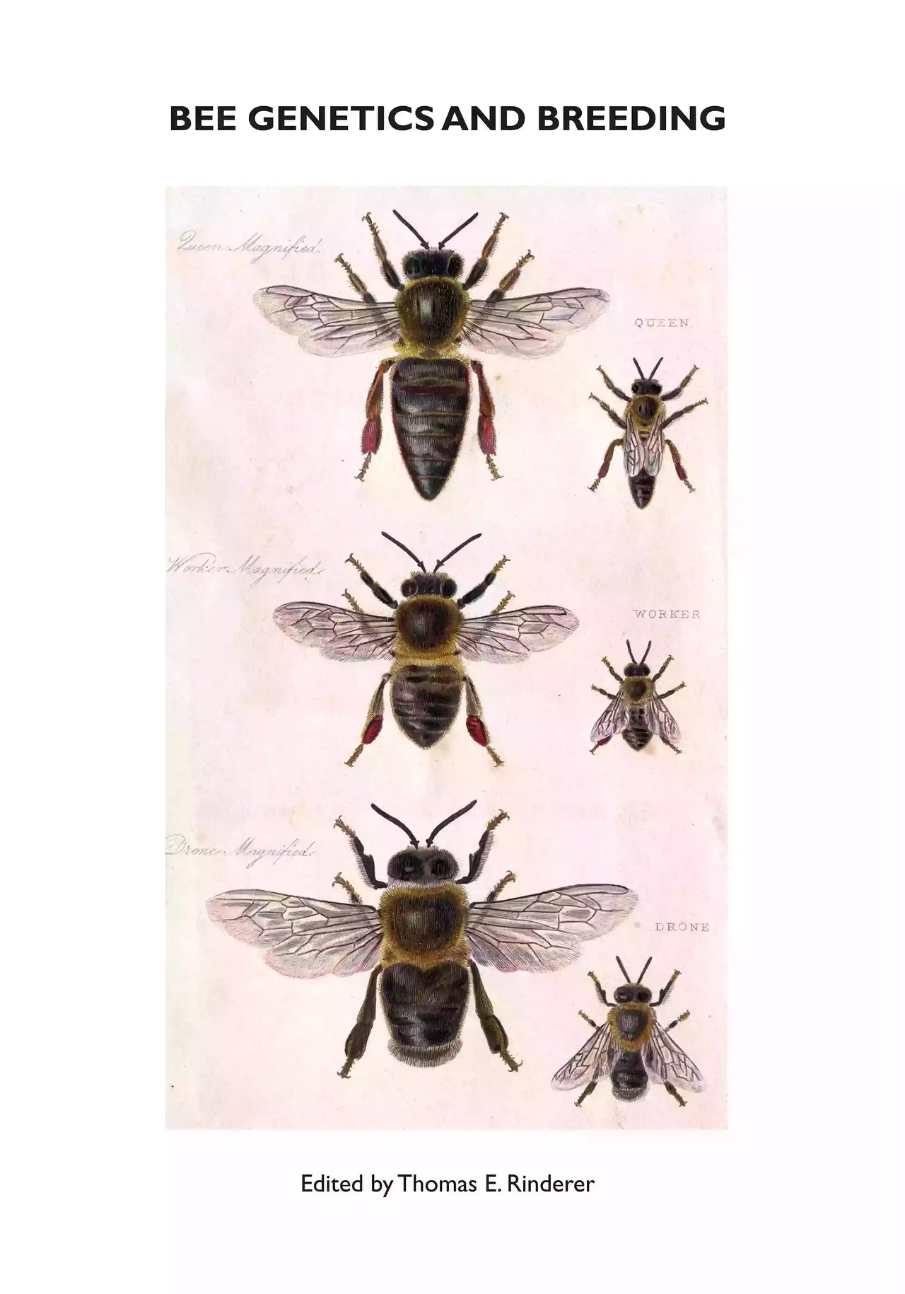 Bee Genetics and Breeding, Rinderer