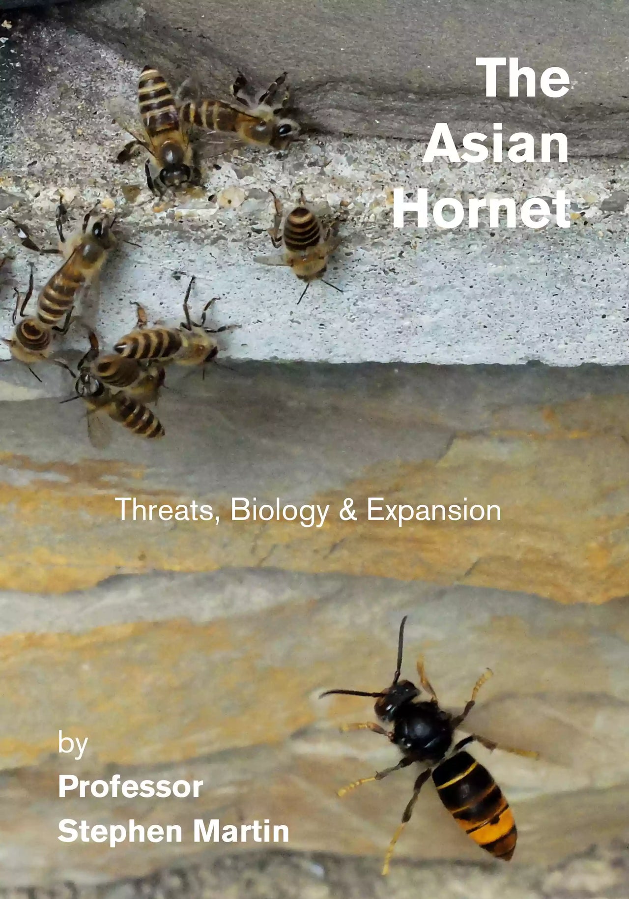 The Asian Hornet, Martin