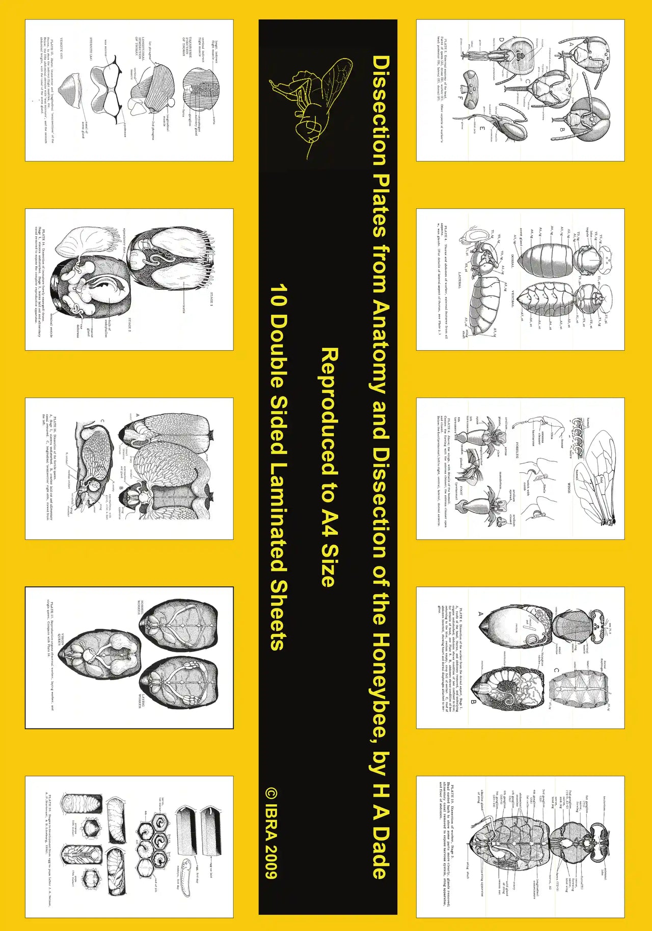 Dissection Plates from Anatomy and Dissection of the Honeybee, Dade